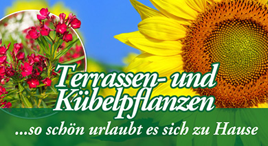 Sommer zu Hause